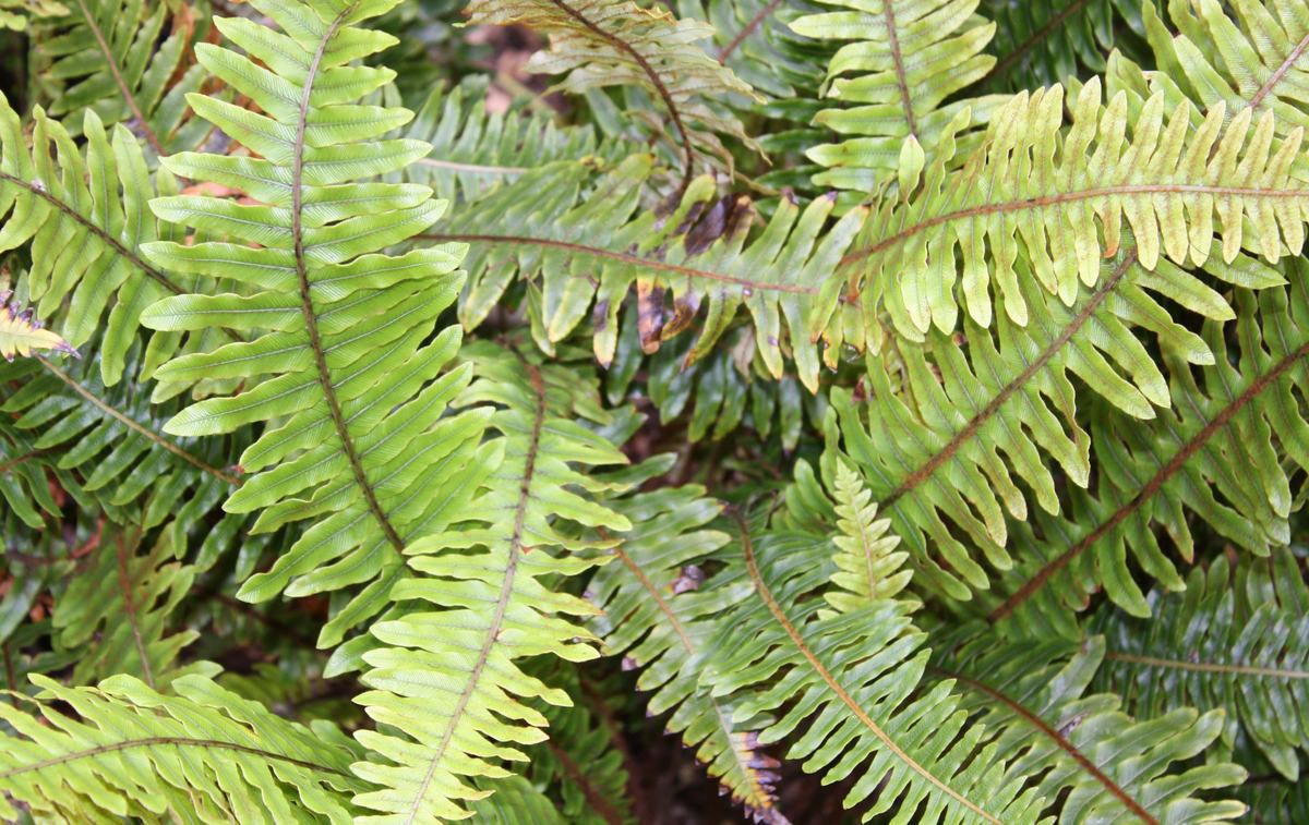 Fresh green fern fronds overlapping in a shaded bed