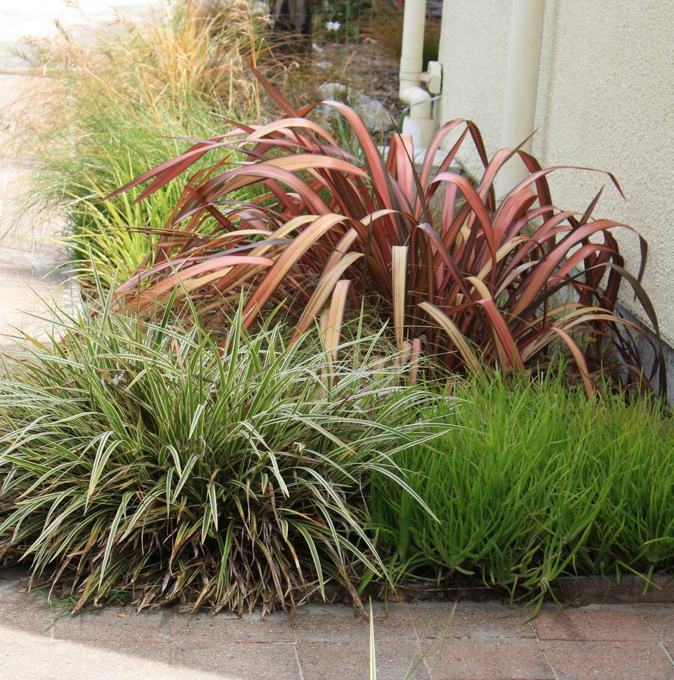 A garden bed of red flax, striped grasses and green tussock beside a brick path