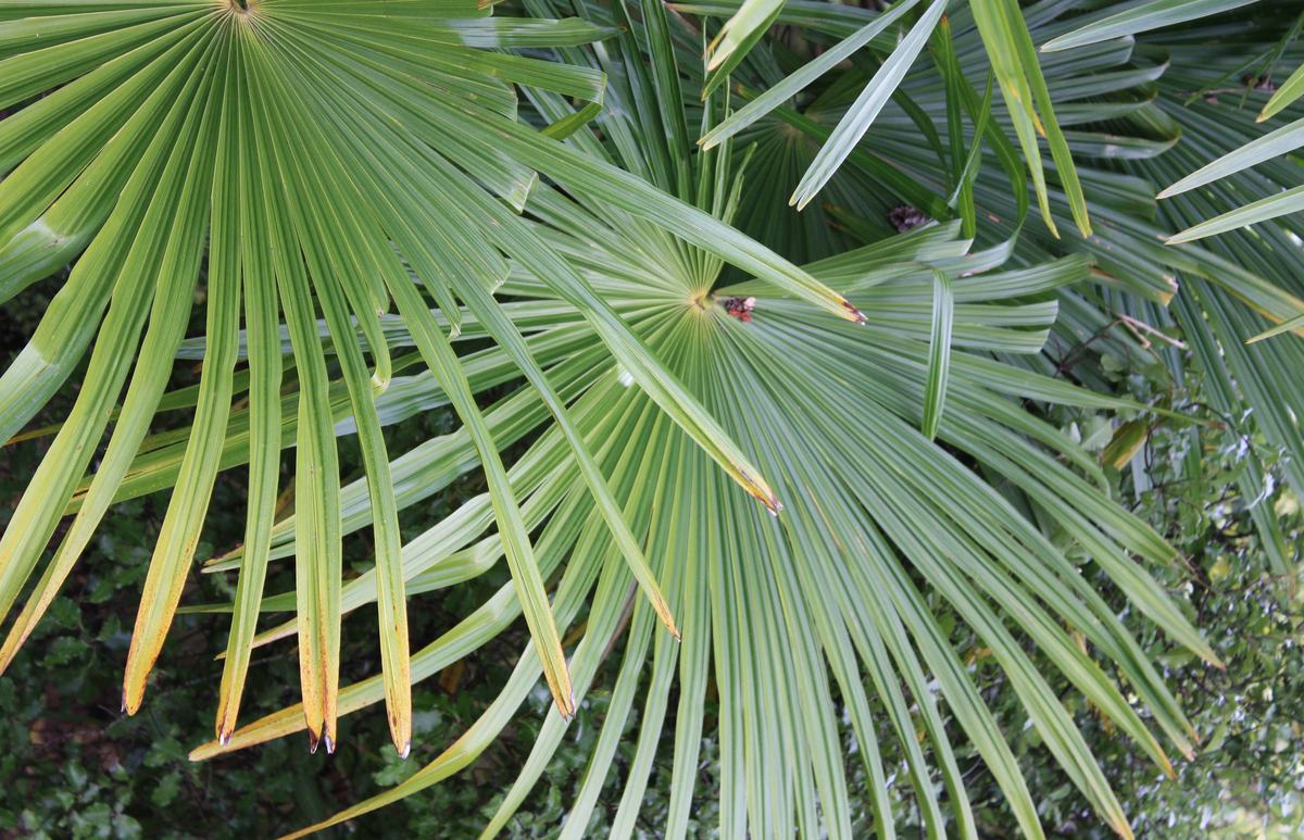 Fan palm fronds spread against darker foliage