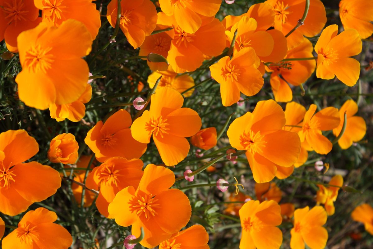 A mass of bright orange California poppies in flower